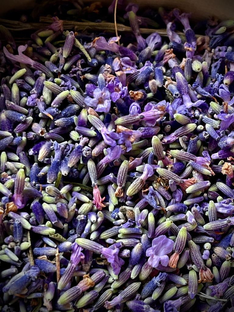 Trumbull Farms’ English Folgate Lavender Bunch