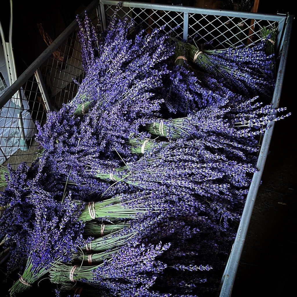 Trumbull Farms’ English Royal Velvet  Lavender Bunch